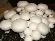 پاورپوینت طرح توجیهی پرورش قارچ های خوراکی از نوع دکمه ای